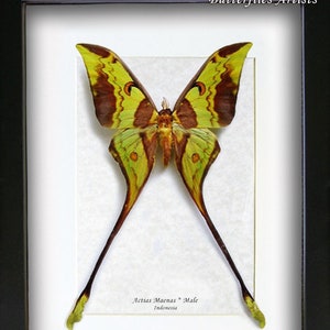 Real Malaysian Moon Moth Actias Maenas Framed Entomology Collectible Shadowbox