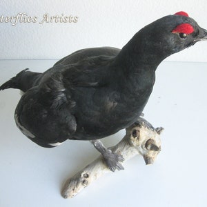 Black Grouse Blackcock Lyrurus Tetrix Taxidermy Stuffed Bird Scientific Zoology image 1