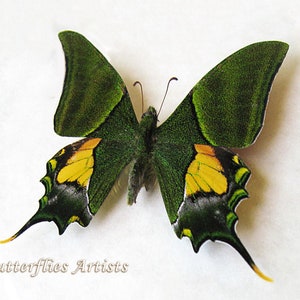 Teinopalpus Imperialis RARE Emperor Of India Butterfly Framed Entomology Shadowbox image 1
