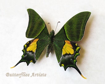 Teinopalpus Imperialis RARE Emperor Of India Butterfly Framed Entomology Shadowbox