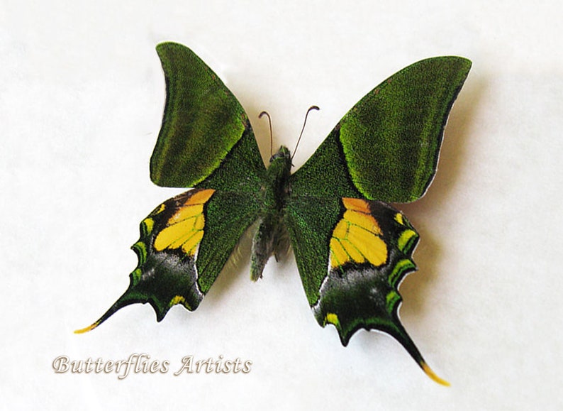 Teinopalpus Imperialis RARE Emperor Of India Butterfly Framed Entomology Shadowbox image 1