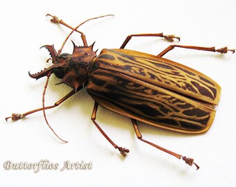 Real Beetle Macrodontia Cervicornis XL Framed Entomology Collectible Shadowbox