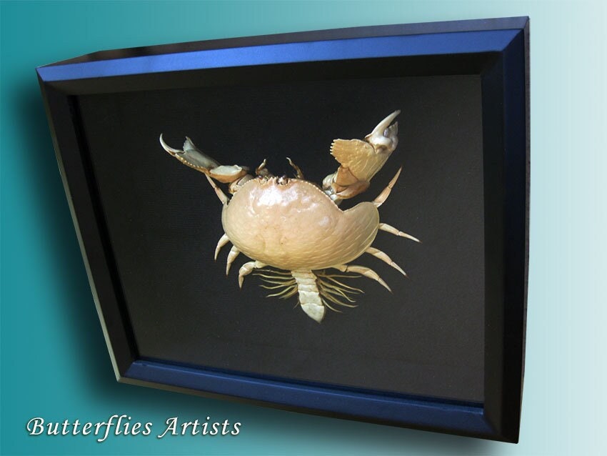 Box Crab Calappa Shame Faced Real Framed Taxidermy Museum Quality