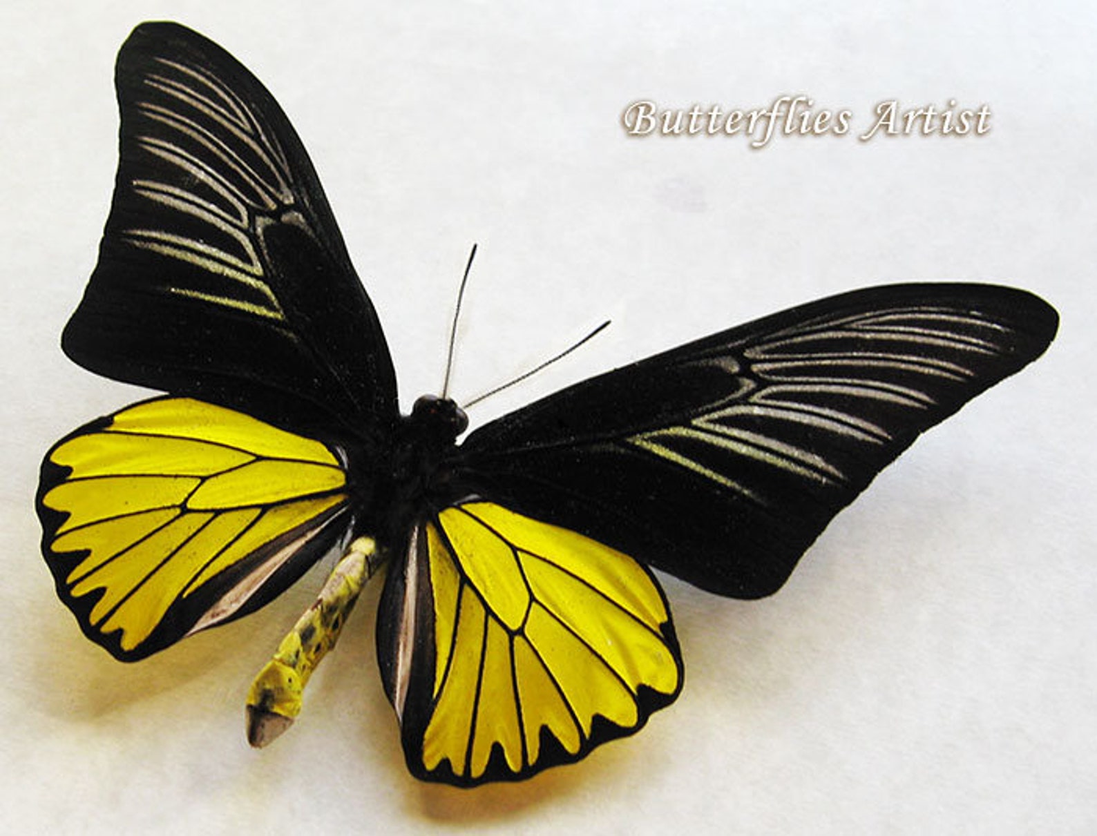Troides Magellanus RARE Real Birdwing Butterfly Entomology Etsy