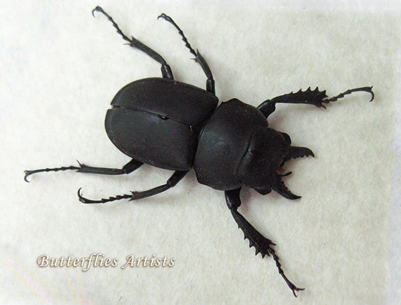 Lucanidae Collection Premium Set Real Beetles Entomology Museum Quality Display image 5