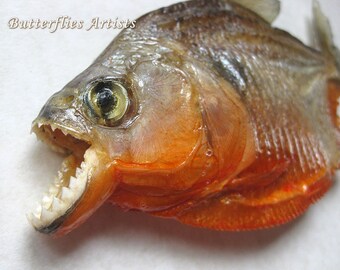 Taxidermy Piranha - Etsy