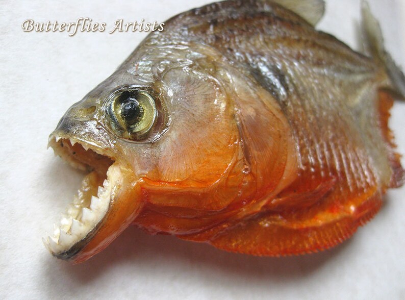 Piranha Red Bellied Razor Teeth Pygocentrus Nattereri Framed Taxidermy Shadowbox image 1