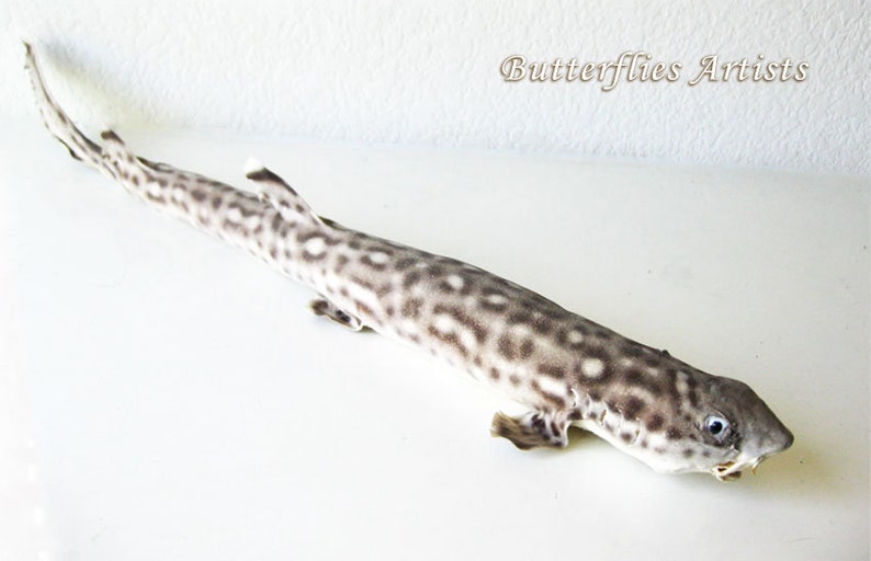 Real Shark Catshark Nursehound Scyliorhinus Stellaris Etsy