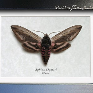 Real Privet Hawk Moth Sphinx Ligustri Framed Entomology Collectible Shadowbox image 2