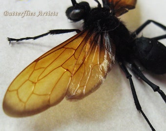Tarantula Wasp Red Wings Stinger Pepsis Gigas Real Framed Entomology Shadowbox