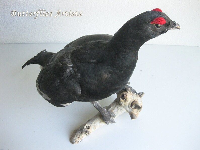 Black Grouse Blackcock Lyrurus Tetrix Taxidermy Stuffed Bird Scientific Zoology image 1