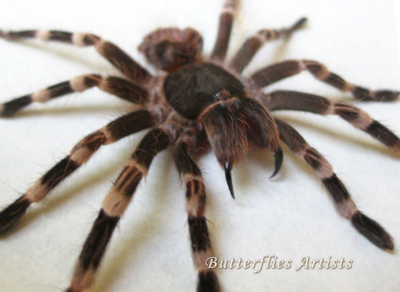 Giant White Knee Acanthoscurria Geniculata Real Tarantula Spider Entomology Display image 1