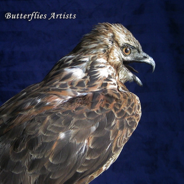 Monture empaillée pour taxidermie Buteo Lagopus, oiseau de proie