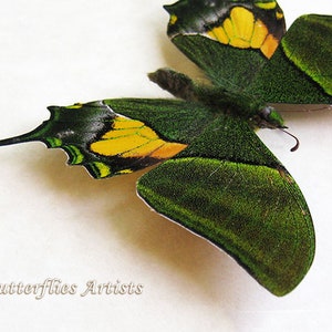 Teinopalpus Imperialis RARE Emperor Of India Butterfly Framed Entomology Shadowbox image 4