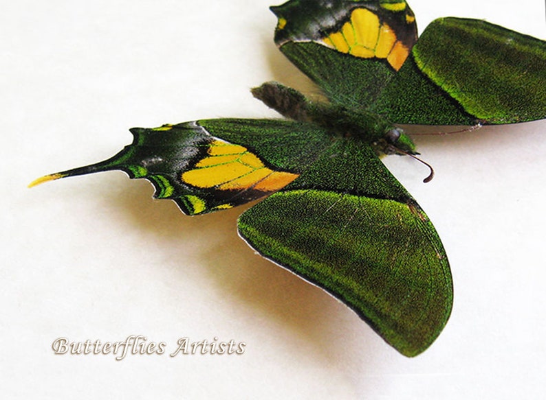 Teinopalpus Imperialis RARE Emperor Of India Butterfly Framed Entomology Shadowbox image 4