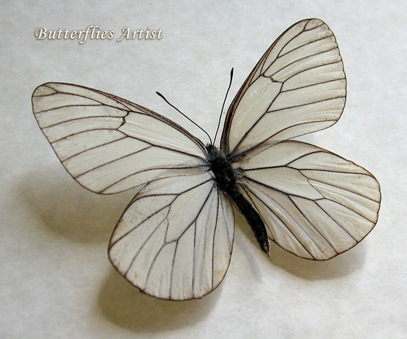 Aporia Crataegi White Black Veined Real Butterfly Entomology Collectible Display image 1