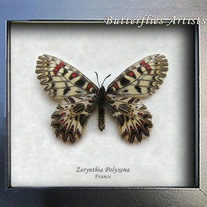 Zerynthia Polyxena Southern Festoon Butterfly Entomology Collectible Shadowbox image 2