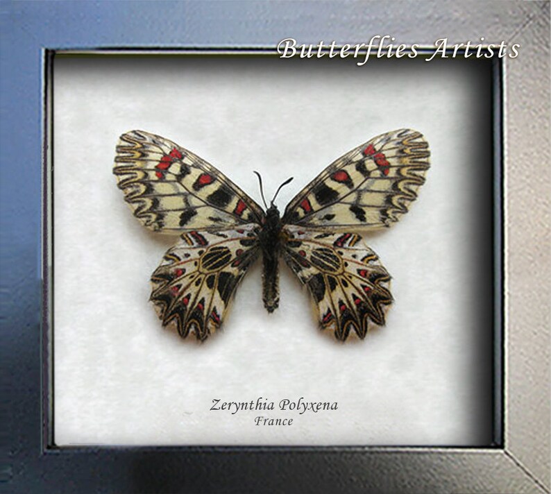 Zerynthia Polyxena Southern Festoon Butterfly Entomology Collectible Shadowbox image 2