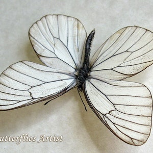 Aporia Crataegi White Black Veined Real Butterfly Entomology Collectible Display image 4