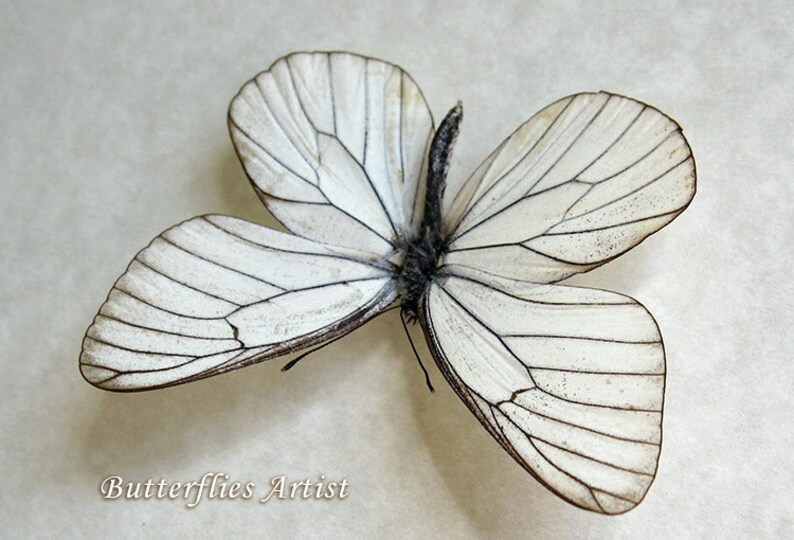 Aporia Crataegi White Black Veined Real Butterfly Entomology Collectible Display image 4