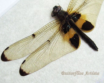 Yellow Striped Dragonfly Rhyothemis Phyllis Real Flutterer Entomology Shadowbox