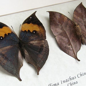 Kallima Inachus Dead Leaf Mimic Real Butterflies Entomology Collectible Shadowbox image 3