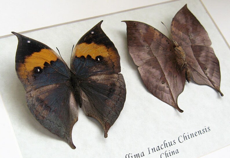 Kallima Inachus Dead Leaf Mimic Real Butterflies Entomology Collectible Shadowbox image 3