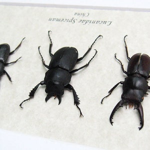 Lucanidae Collection Premium Set Real Beetles Entomology Museum Quality Display image 3