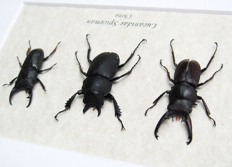 Lucanidae Collection Premium Set Real Beetles Entomology Museum Quality Display image 3