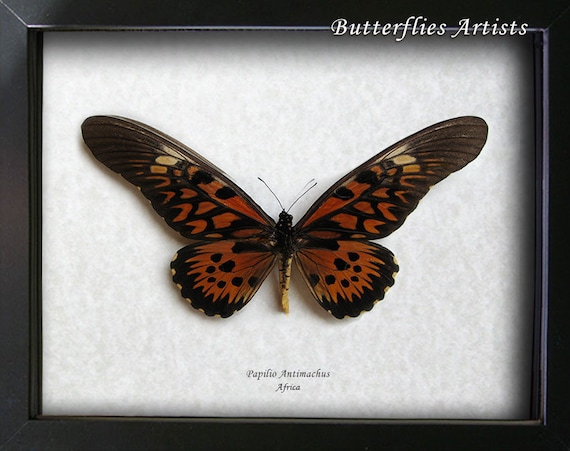 Papilio Antimachus XL Caja de sombras de entomología enmarcada - Etsy España