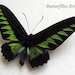 see more listings in the Butterflies section