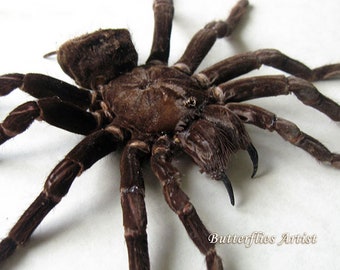 Pamphobeteus Antinous Giant Goliath Bird Eating Tarantula Real Spider Entomology