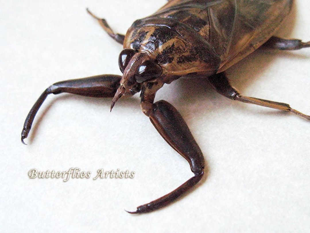 Lethocerus Grandis Real Giant Flying Water Bug Entomology Collectible