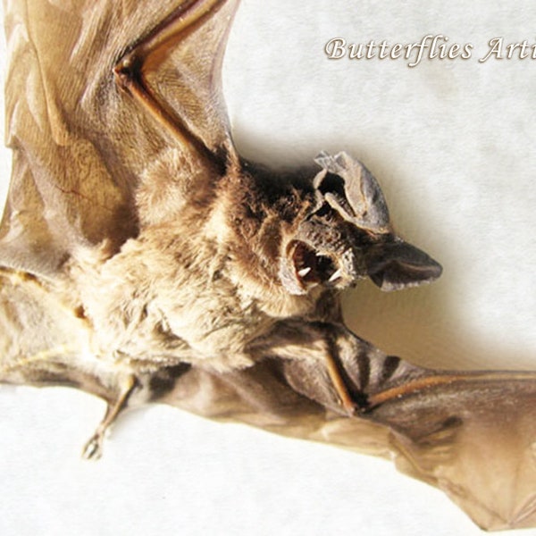 Véritable Javan Mastiff Bat Otomops Formosus Encadré Taxidermie Museum Quality Display