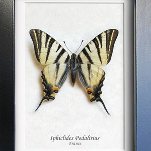 Scarce Swallowtail Iphiclides Podalirius Real Butterfly Framed Entomology Shadowbox image 2