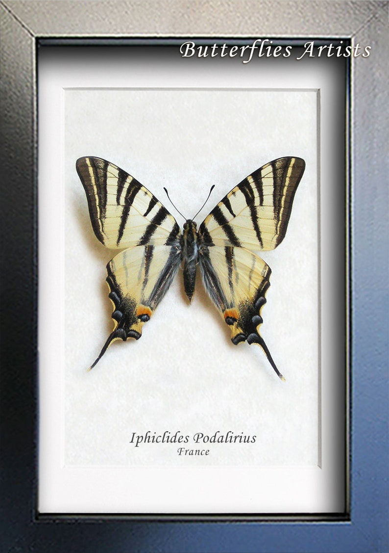 Scarce Swallowtail Iphiclides Podalirius Real Butterfly Framed Entomology Shadowbox image 2