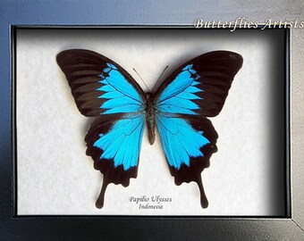 Papilio Ulysses Metallic Blue Swallowtail Butterfly Framed Entomology Shadowbox