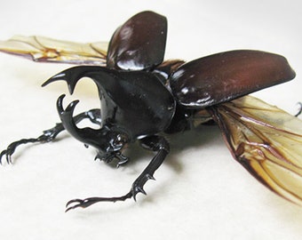 Siamese Rhinoceros Xylotrupes Gideon Real Beetle Framed Entomology Display
