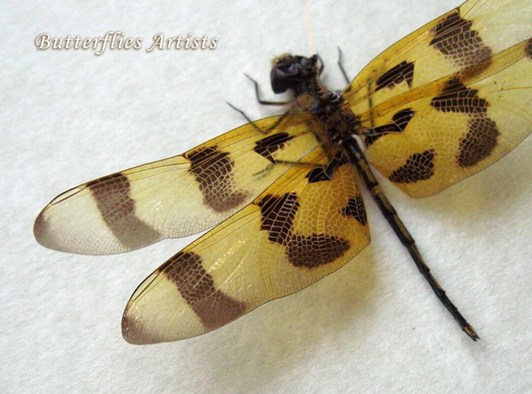 Real Dragonfly Halloween Pennant Celithemis Eponina Framed Etsy