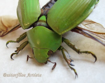 Chrysina Alphabarrerai Leaf Scarab  Real Beetle Entomology Collectible Shadowbox