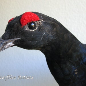 Black Grouse Blackcock Lyrurus Tetrix Taxidermy Stuffed Bird Scientific Zoology image 6