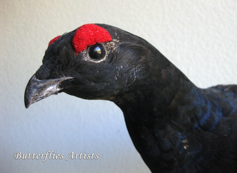 Black Grouse Blackcock Lyrurus Tetrix Taxidermy Stuffed Bird Scientific Zoology image 6