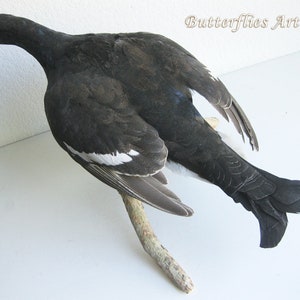 Black Grouse Blackcock Lyrurus Tetrix Taxidermy Stuffed Bird Scientific Zoology image 2