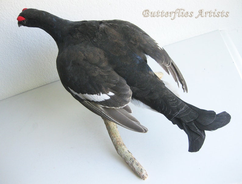 Black Grouse Blackcock Lyrurus Tetrix Taxidermy Stuffed Bird Scientific Zoology image 2