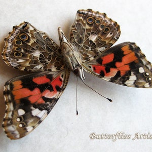 Cynthia Vanessa Cardui Painted Lady Butterfly Entomology Collectible Shadowbox image 4