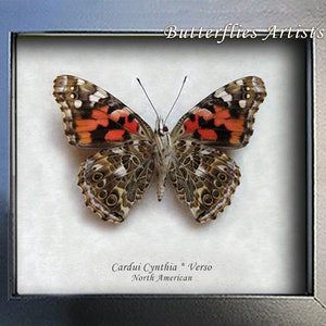 Cynthia Vanessa Cardui Painted Lady Butterfly Entomology Collectible Shadowbox image 2