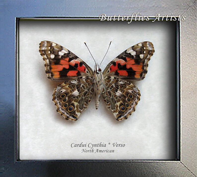 Cynthia Vanessa Cardui Painted Lady Butterfly Entomology Collectible Shadowbox image 2