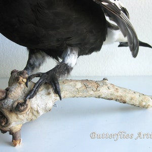 Black Grouse Blackcock Lyrurus Tetrix Taxidermy Stuffed Bird Scientific Zoology image 8