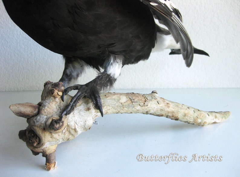 Black Grouse Blackcock Lyrurus Tetrix Taxidermy Stuffed Bird Scientific Zoology image 8