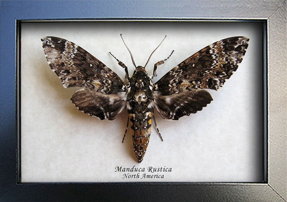 Manduca canada cheap